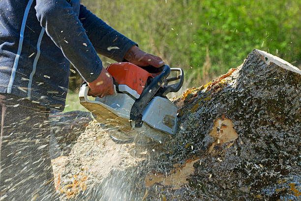 Best Tree Pruning Services  in Pine Ridge, PA